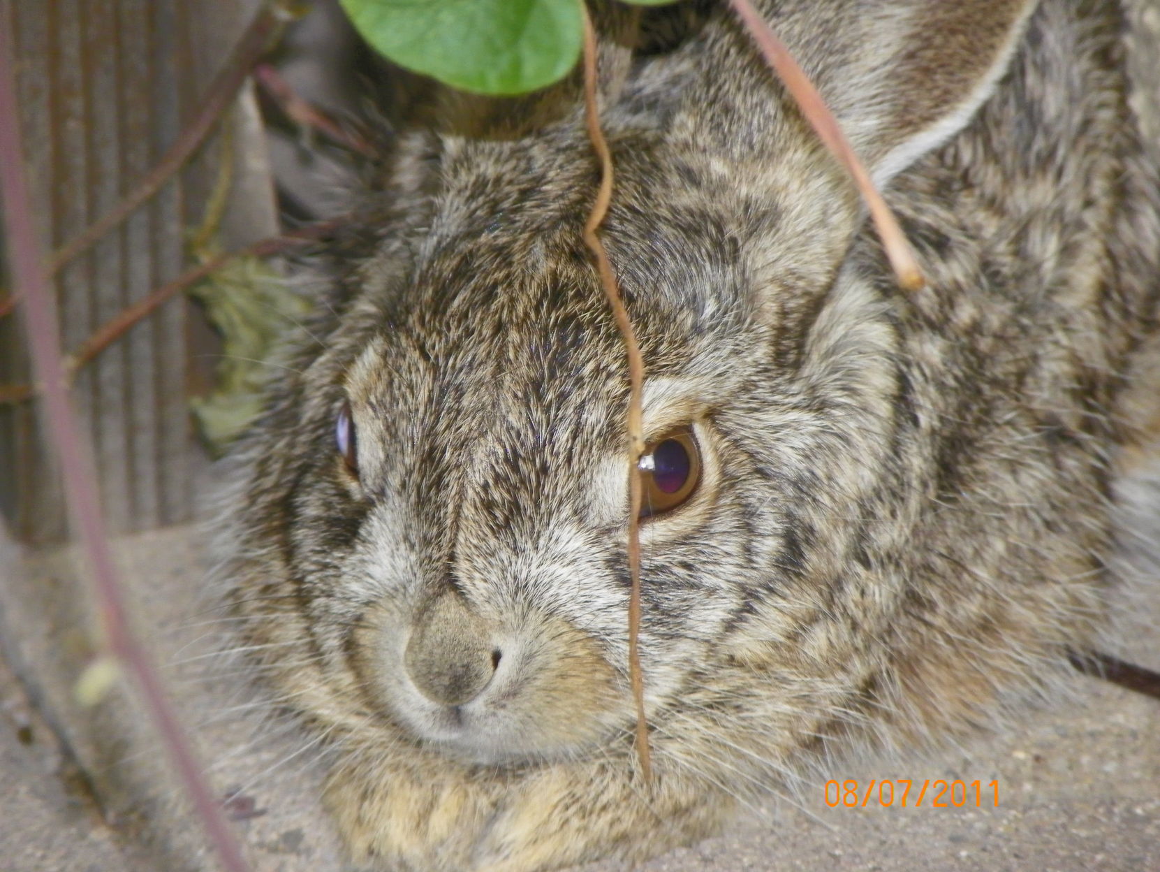 Southern Arizona Wildlife Babies
